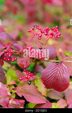Viburnum plicatum tomentosum in autumn with purple red foliage and red and black berries - UK Stock Photo