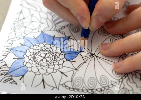 A top down portrait of a hand of a person holding a blue color pencil. The person is coloring an illustration in a coloring book for adults, trying to Stock Photo