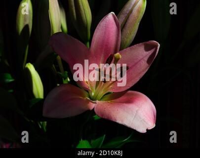 Close up of a pink lily partly in the shadows just catching the morning sunlight Stock Photo