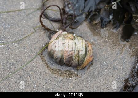 Stack of American Slipper Limpets (Crepidula fornicata) washed up on the shore Stock Photo
