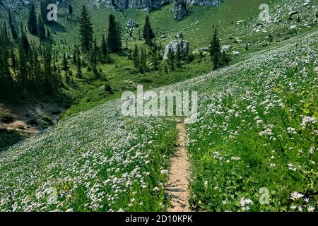 Surrounded by white asters on the Teton Crest Trail, Grand Teton National Park, Wyoming Stock Photo