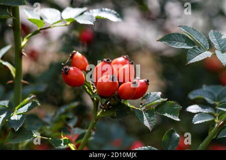A portrait of multiple rosehip berries on a branch of a wild rose bush. The rose hip is also called rose hep or haw and can be used to make a nice cup Stock Photo