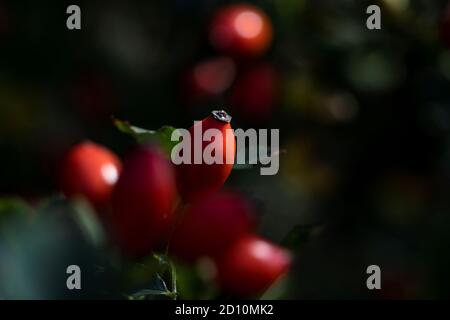 A portrait of a rose haw or hep berry surrounded by others of its kind which are blurred out. The rose hip can be used to make a healthy cup of tea.