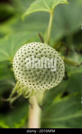 Dandelion seed head without seeds Stock Photo