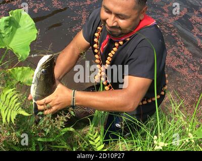 Nueva Loja, Sucumbios / Ecuador - September 2 2020: Young indigenous woman of Cofan nationality pulling a large fish out of the river with her hands i Stock Photo