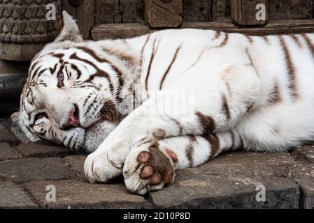 A beautiful white Bengal tiger. Stock Photo