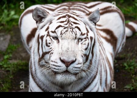 A beautiful white Bengal tiger. Stock Photo