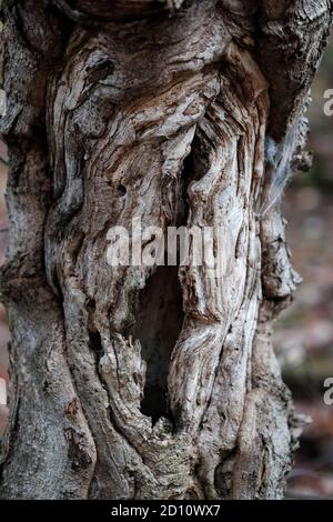Gnarled tree trunk looking like a scary face from a horror movie (scream?) in a Quebec forest, Wakefield, Canada. Stock Photo