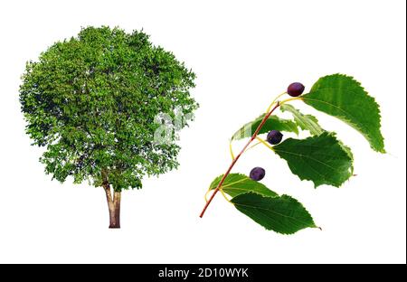 Micocollier with a branch with fruits on a white background Stock Photo