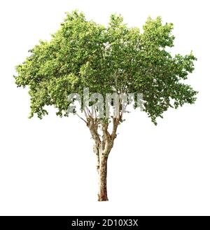Plane tree with long branches, isolated on white background. Stock Photo