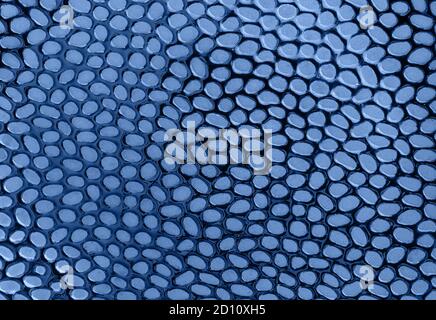Abstract background of matte rounded spots on a glossy surface toned classic blue trend color of the year 2020. Surface and texture as design element. Stock Photo