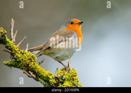 Robib Erithacus rubecula perched on lichen covered tree branch. Stock Photo