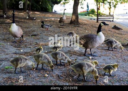 Canada Geese with Chicks. Stock Photo