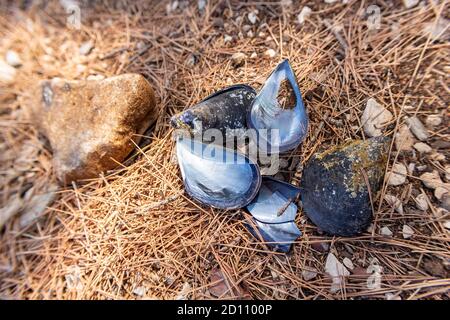 Beautiful mussel shells lying on the ground covered in pine tree needles at the Rogoznica beach, Croatia Stock Photo