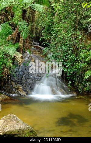 Cachoeira no Horto Florestal de Campos do Jordão, São Paulo Stock Photo