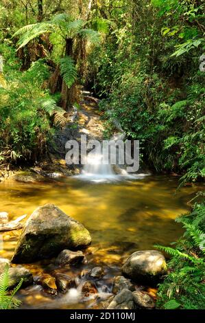 Cachoeira no Horto Florestal de Campos do Jordão, São Paulo Stock Photo
