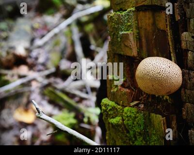 Fine example of a common earthball (Scleroderma citrinum) on a mossy rotten log in a forest near Wakefield, Quebec, Canada. Stock Photo