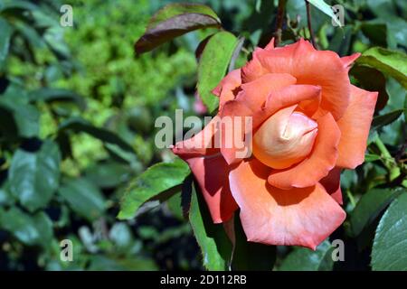 Beautiful fragrant coral rose blooming in the garden in sunny day, selective focus on the blurred green background Stock Photo