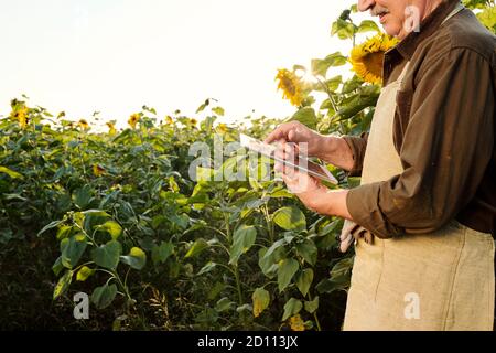 Contemporary senior male farmer in apron and brown shirt using digital tablet Stock Photo