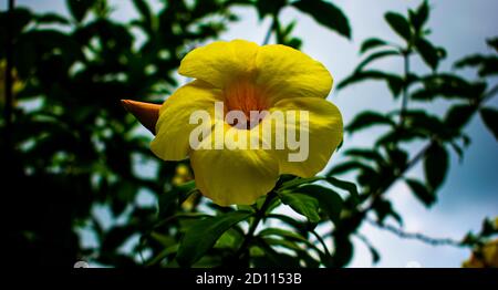 Beautiful DAMIANA yellow flower in a garden Stock Photo
