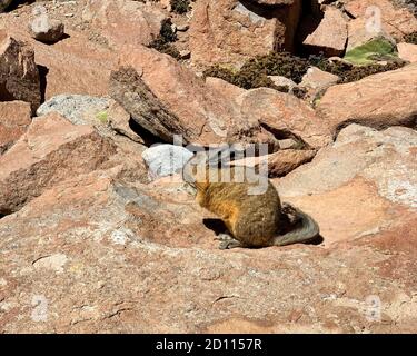 Wild animal fluffy rodent southern viscacha in Andes mountain canyon, Bolivia, South America. Lagidium viscacia. Rocky Andean mountains. Red rocks. Stock Photo