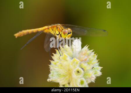 Ruddy Darter - Sympetrum sanguineum species of red dragonfly of the family Libellulidae, found in temperate regions throughout Europe. Female is yello Stock Photo