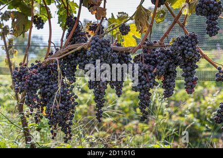 Grape harvest in Ticino, Circolo di Balerna, Switzerland Stock Photo