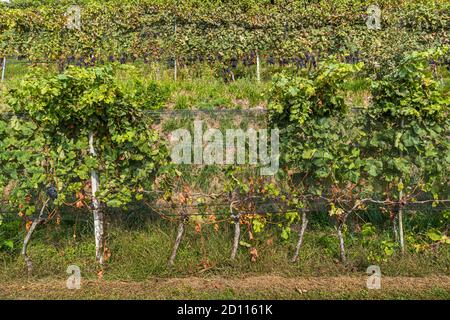 Grape harvest in Ticino, Circolo di Balerna, Switzerland Stock Photo