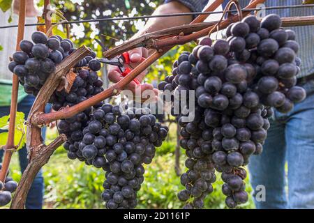 Grape harvest in Ticino, Circolo di Balerna, Switzerland Stock Photo