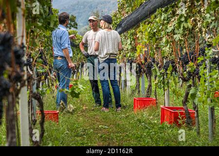 Grape harvest in Ticino, Circolo di Balerna, Switzerland Stock Photo