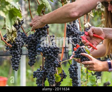 Grape harvest in Ticino, Circolo di Balerna, Switzerland Stock Photo