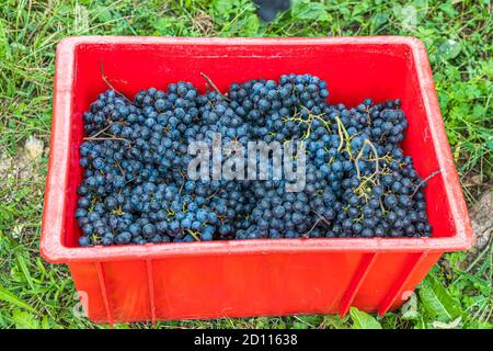 Grape harvest in Ticino, Circolo di Balerna, Switzerland Stock Photo