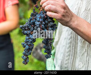 Grape harvest in Ticino, Circolo di Balerna, Switzerland Stock Photo