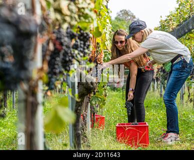 Grape harvest in Ticino, Circolo di Balerna, Switzerland Stock Photo