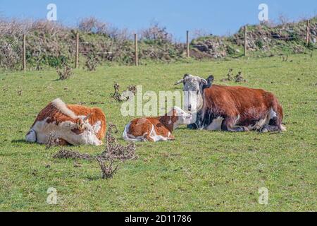 Cows lying down in a field on a sunny day Stock Photo