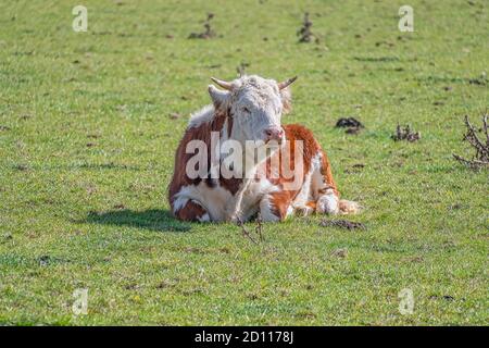 Cows lying down in a field on a sunny day Stock Photo