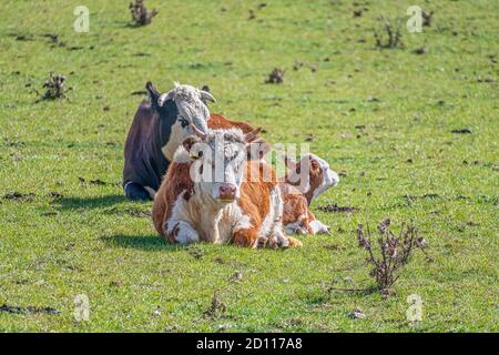 Cows lying down in a field on a sunny day Stock Photo
