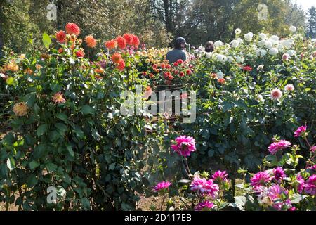 A man and woman walking through a small dahlia farm. Stock Photo