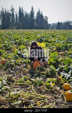 A young woman wearing a face mask selecting a pumpkin in a pumpkin patch. Stock Photo