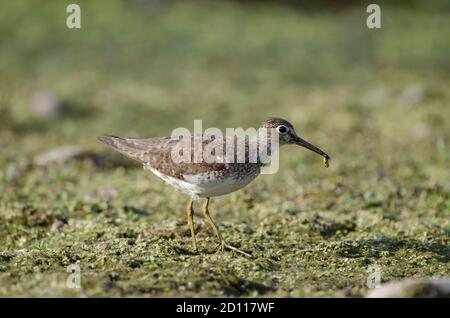 Solitary Sandpiper (Tringa solitaria) looking for food among the vegetation of a shallow marsh Stock Photo
