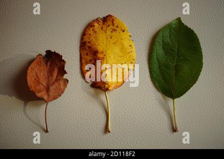Set of three autumn leaves of different colors on a white table. Stock Photo