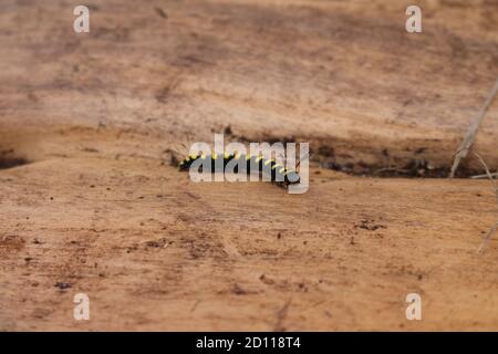 Alder caterpillar crawling across log, in Harcourt Arboretum, Oxfordshire, England, UK Stock Photo
