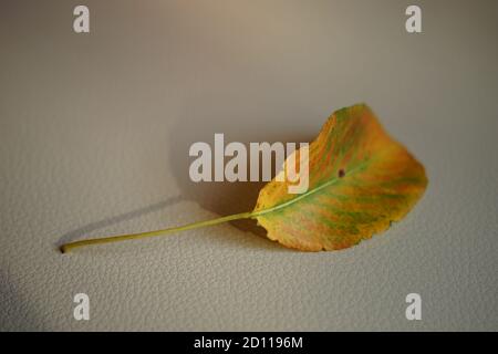 Yellow green apple leaf on a beige leather table. Stock Photo