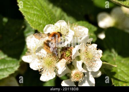 Common Carder Bee on blackberry bramble blossoms during spring. England, UK. Stock Photo