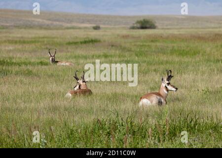 Three Pronghorn bucks, Antilocapra americana, resting in the grassy prairie near Martin's Cove, Wyoming. Stock Photo