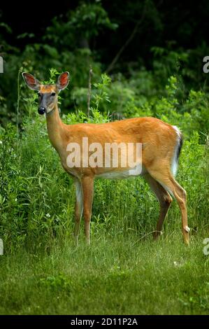 Portrait of a female Michigan white tail deer Stock Photo