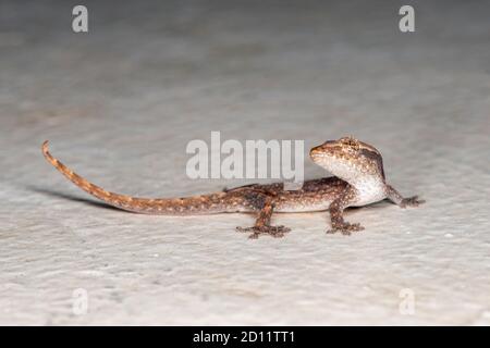 Maui, Hawaii.  Mourning Gecko: Lepidodactylus lugubris, is also called the  Common smooth-scaled gecko. Stock Photo