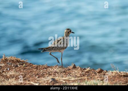 Maui, Hawaii.   A Kolea or Pacific Golden Plover, 'Pluvialis fulva' standing on the shore of the pacific ocean in non-breeding plumage. Stock Photo