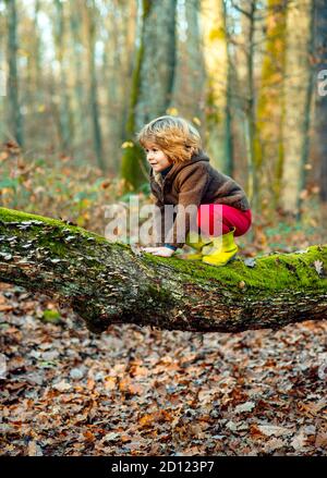 Cute little kid boy enjoying climbing on tree on autumn day. Happy child in autumnal clothes learning to climb, having fun in forest or park on warm