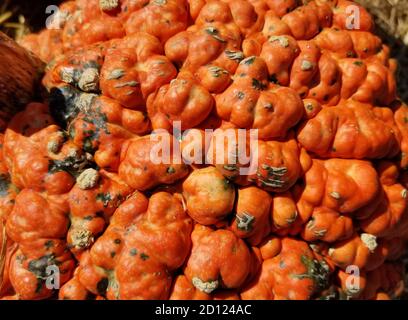 Close up of an unusual surface of an orange knucklehead pumpkin Stock Photo